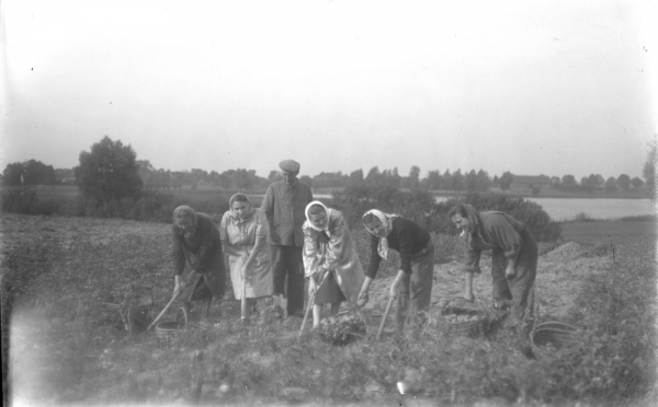 Negatyw szklany - zdjęcie grupowe: prace w polu - wykopki ziemniaków